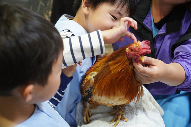 ニワトリとの触れ合いを学ぶ